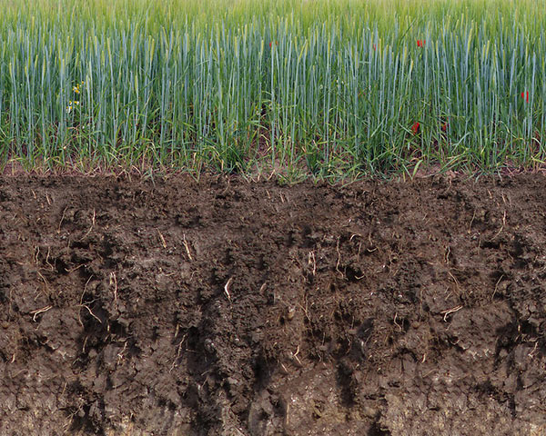 Querschnitt von Erdboden mit Grasbewuchs