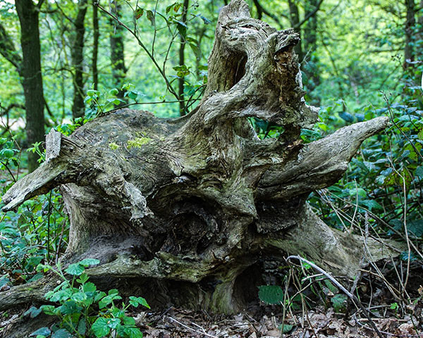 Großer Stamm mit Wurzeln