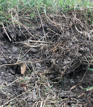 Bagger beim Erdaushub