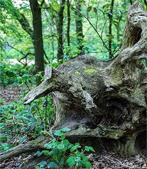Schubkarre mit Grünschnitt